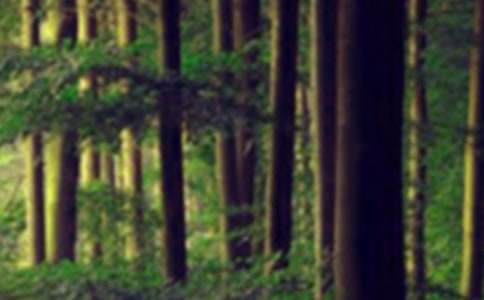 关于保护森林倡议书