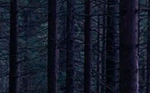 保护森林环境倡议书