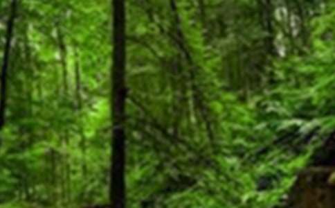 保护森林倡议书范文