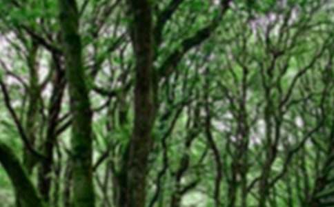 有关保护森林倡议书