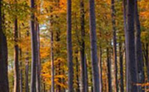 保护森林倡议书