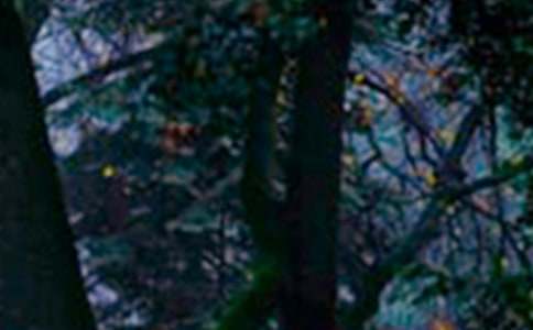 保护森林倡议书