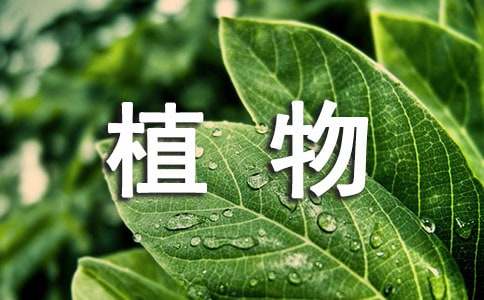 植物学实习报告